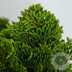 Chamaecyparis o. 'Nana Gracilis' 25-30 cm 5,0L