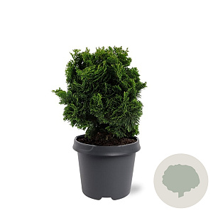 Chamaecyparis o. 'Nana Gracilis' 25-30 cm 5,0L