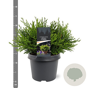 Chamaecyparis o. 'Pygmaea' 25-30 cm 3,5L