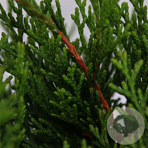 Chamaecyparis o. 'Pygmaea' 25-30 cm 3,5L