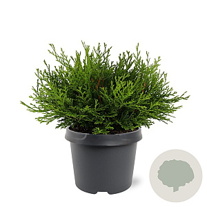 Chamaecyparis o. 'Pygmaea' 25-30 cm 3,5L