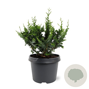 Chamaecyparis p. 'Teddy Bear' 20-25 cm 3,0L