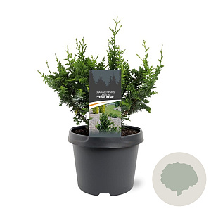 Chamaecyparis p. 'Teddy Bear' 20-25 cm 3,0L