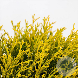 Chamaecyparis p. 'Filifera Aurea' 30-40 cm 5,0L