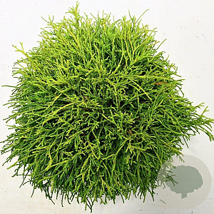 Chamaecyparis p. 'Sungold' 30-40 cm 5,0L