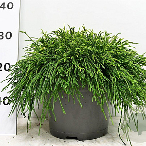 Chamaecyparis p. 'Sungold' 30-40 cm 5,0L