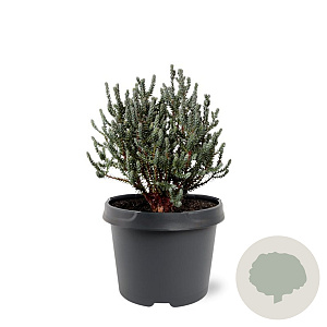 Chamaecyparis t. Blue Rock 20-25 cm 3,0L