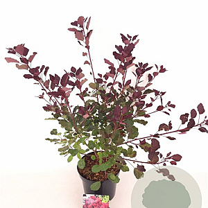 Cotinus cog. 'Dusky Maiden' ® 30-40 cm 3,0L