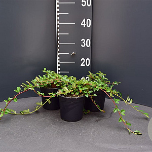 Cotoneaster dammeri GM P13