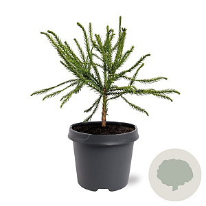Cryptomeria j. 'Dacrydioides' 30-40 cm 5,0L