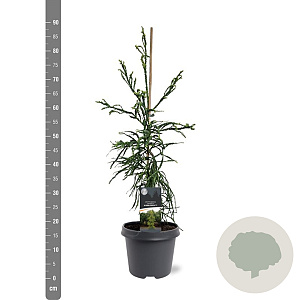 Cryptomeria j. 'Kyara Gold' 60-80 cm 5,0L