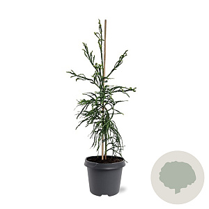 Cryptomeria j. 'Kyara Gold' 60-80 cm 5,0L