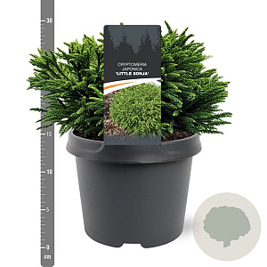Cryptomeria j. 'Little Sonja' 20-25 cm 3,0L