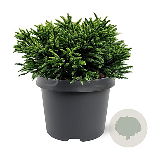 Cryptomeria j. 'Little Sonja' 20-25 cm 3,0L