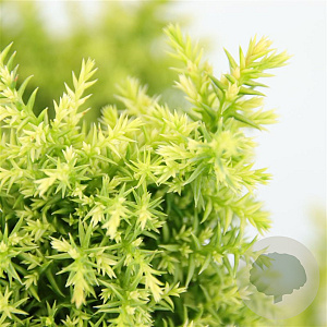 Cryptomeria j. 'Twinkle Toes' 20-25 cm 3,0L