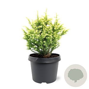 Cryptomeria j. 'Vilmorin Gold' 20-25 cm 3,0L