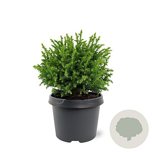 Cryptomeria j. 'Vilmoriniana' 20-25 cm 3,0L