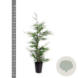 Cupressocyparis leylandii 80-100 cm 4,0L