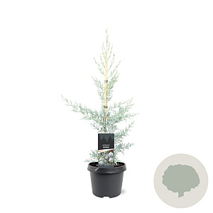 Cupressus ariz. 'Glauca' 50-60 cm 3,0L