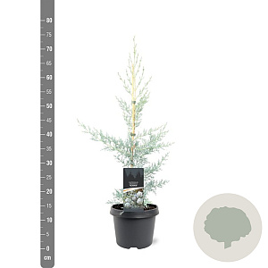 Cupressus ariz. 'Glauca' 50-60 cm 3,0L