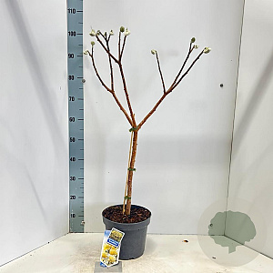 Edgeworthia chrys. 'Grandiflora' 80-90 cm 5,0L