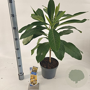 Edgeworthia chrys. 'Grandiflora' 80-90 cm 5,0L