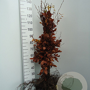 Fagus sylvatica 30-50 cm wortelgoed