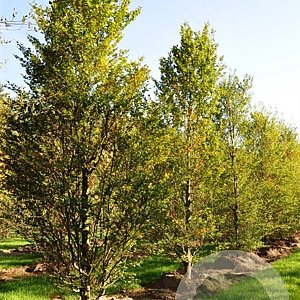 Fagus syl. 'Rotundifolia' 175-200 cm 15L
