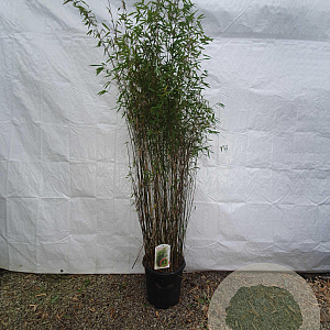 Fargesia 'Jiuzhaigou 1' 175-200 cm 15L