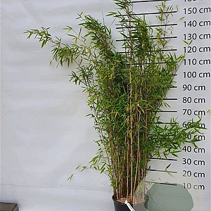 Fargesia 'Obelisk' 150-175 cm 15L