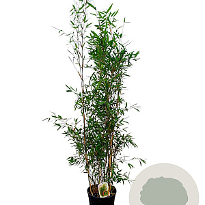 Fargesia 'Winter Joy' 150-175 cm 15L