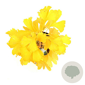 Ginkgo biloba 50-60 cm 3,0L