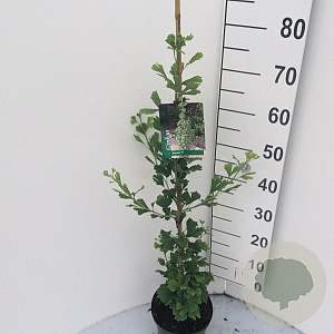 Ginkgo bil. 'Menhir' 80-100 cm 5,0L