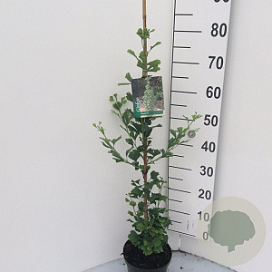 Ginkgo bil. 'Menhir' 80-100 cm 5,0L