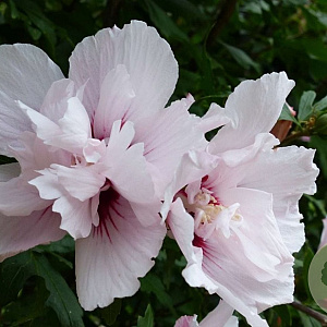 Hibiscus syr. China Chiffon 60-80 cm 7,5L