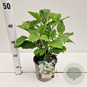 Hydrangea querc. 'Black Porch' 30-40 cm 2,5L