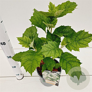 Hydrangea querc. 'Black Porch' 30-40 cm 2,5L