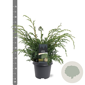 Juniperus chin. 'Blue Alps' 40-50 cm 5,0L