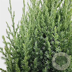 Juniperus chin. 'Stricta' 40-50 cm 3,0L