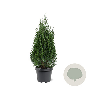 Juniperus chin. 'Stricta' 40-50 cm 3,0L