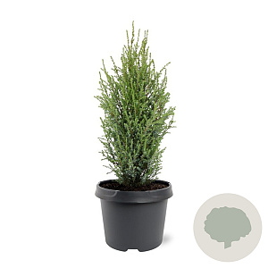 Juniperus communis 'Compressa' 30-40 cm 3,0L