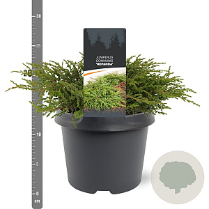 Juniperus communis 'Repanda' 25-30 cm 3,5L