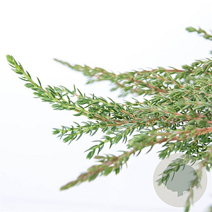 Juniperus comm. 'Green Carpet' 40-50 cm 5,0L