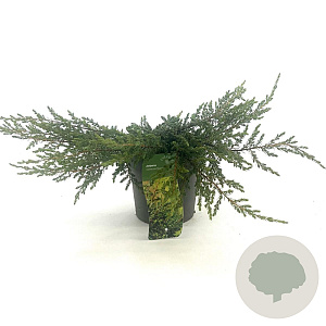 Juniperus comm. 'Repanda' 20-25 cm 2,0L