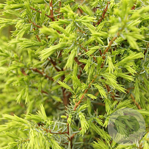 Juniperus comm. 'Suecica' 50-60 cm 3,0L
