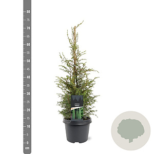 Juniperus comm. 'Suecica' 50-60 cm 3,0L