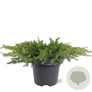 Juniperus conferta 'Schlager' 40-50 cm 5,0L