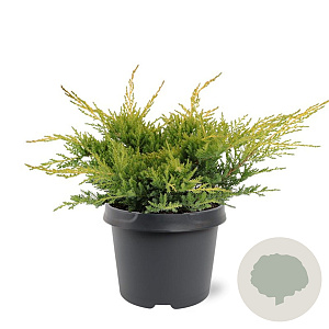 Juniperus pf. 'Gold Star' 25-30 cm 3,5L