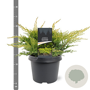 Juniperus pf. 'Gold Star' 25-30 cm 3,5L