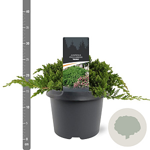 Juniperus procumbens 'Nana' 25-30 cm 3,5L